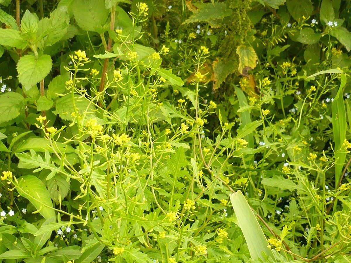 Rorippa palustris (Brassicaceae)